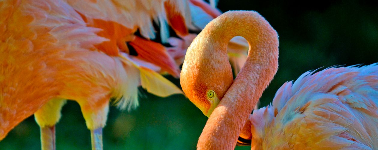 Wildlife Habitat at the Flamingo