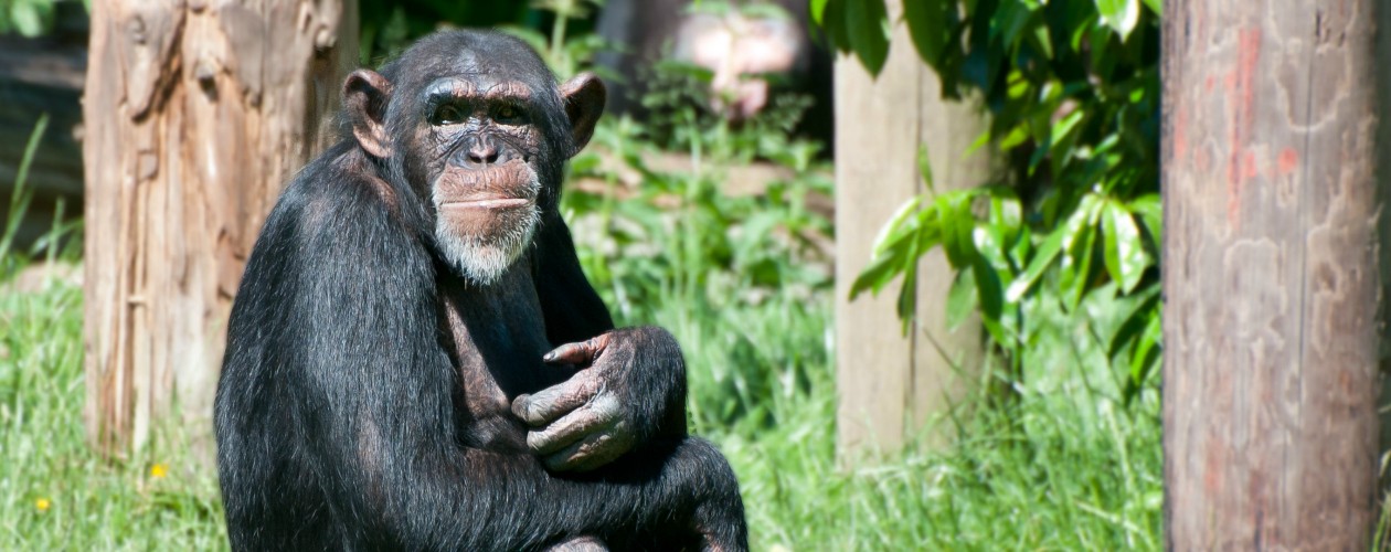 Chester Zoo